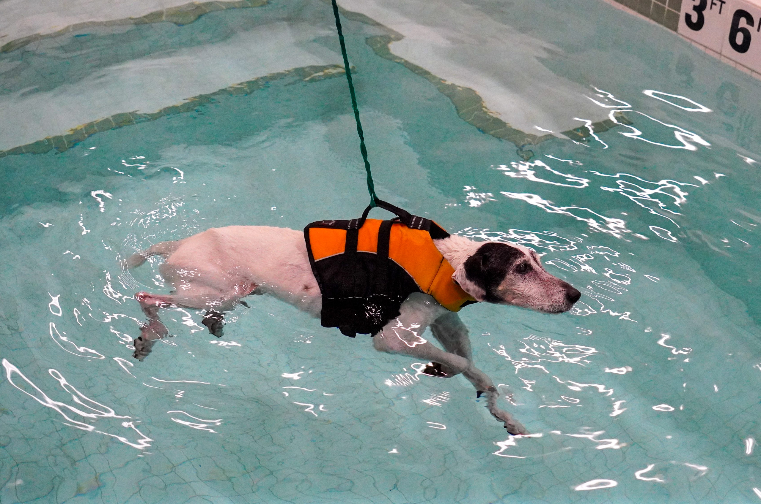 Pet hydrotherapy pools